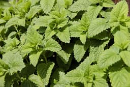 Jamaican herb